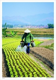 Vietnamese farmer