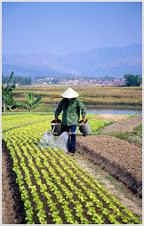 Vietnamese farmer