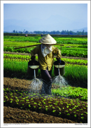 Vietnamese farmer