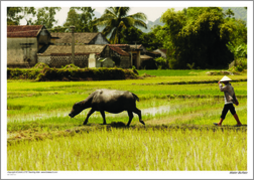 Water Buffalo