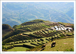 Sapa rice terraces in winter