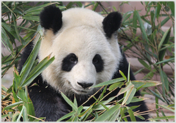 Giant Panda