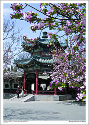 Spring blossoms in Beijing