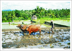 Ploughing a field