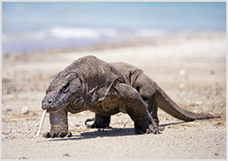 Komodo dragon