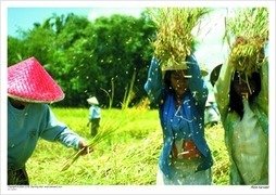 Rice harvest