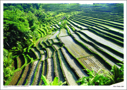 Rice fields, Bali