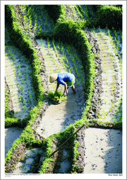 Rice fields, Bali