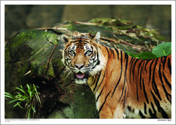 Sumatran Tiger