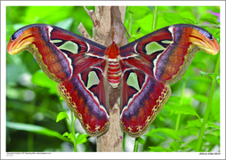 Atticus Atlas Moth