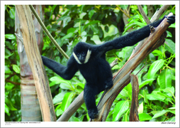 Black Siamang