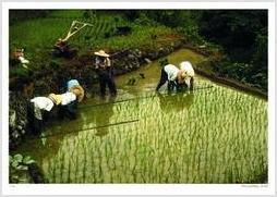 Rice planting