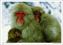 Japanese Snow Monkeys