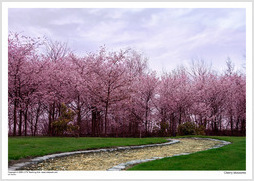 Cherry blossoms