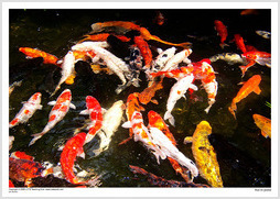 Koi in pond