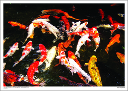 Koi in pond