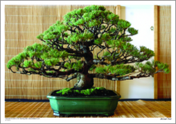 Bonsai Tree