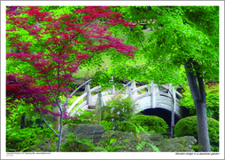 Wooden bridge in a Japanese garden