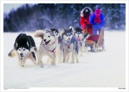 Dog Sleigh - French Canadian