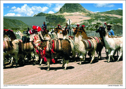 Llamas Arequipa, Peru